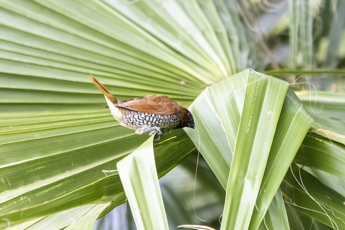 Scaly-breasted Munia - ML623423913