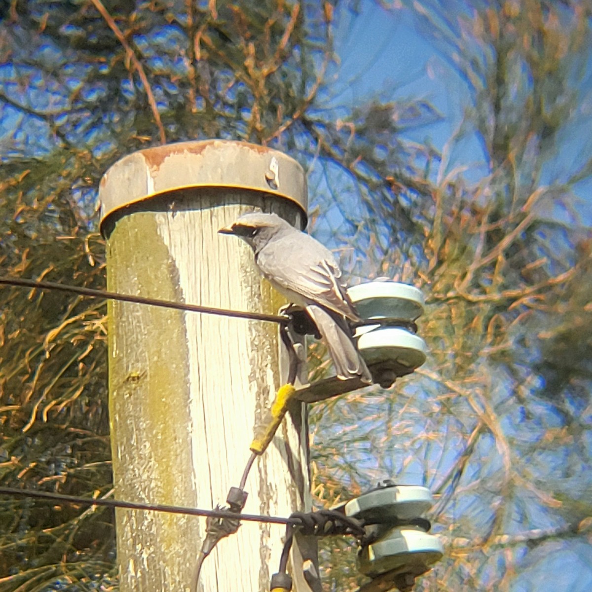 White-bellied Cuckooshrike - ML623423943