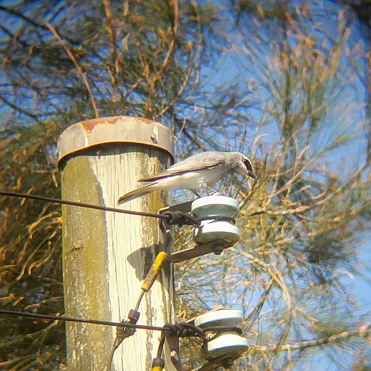 White-bellied Cuckooshrike - Elaine Tan