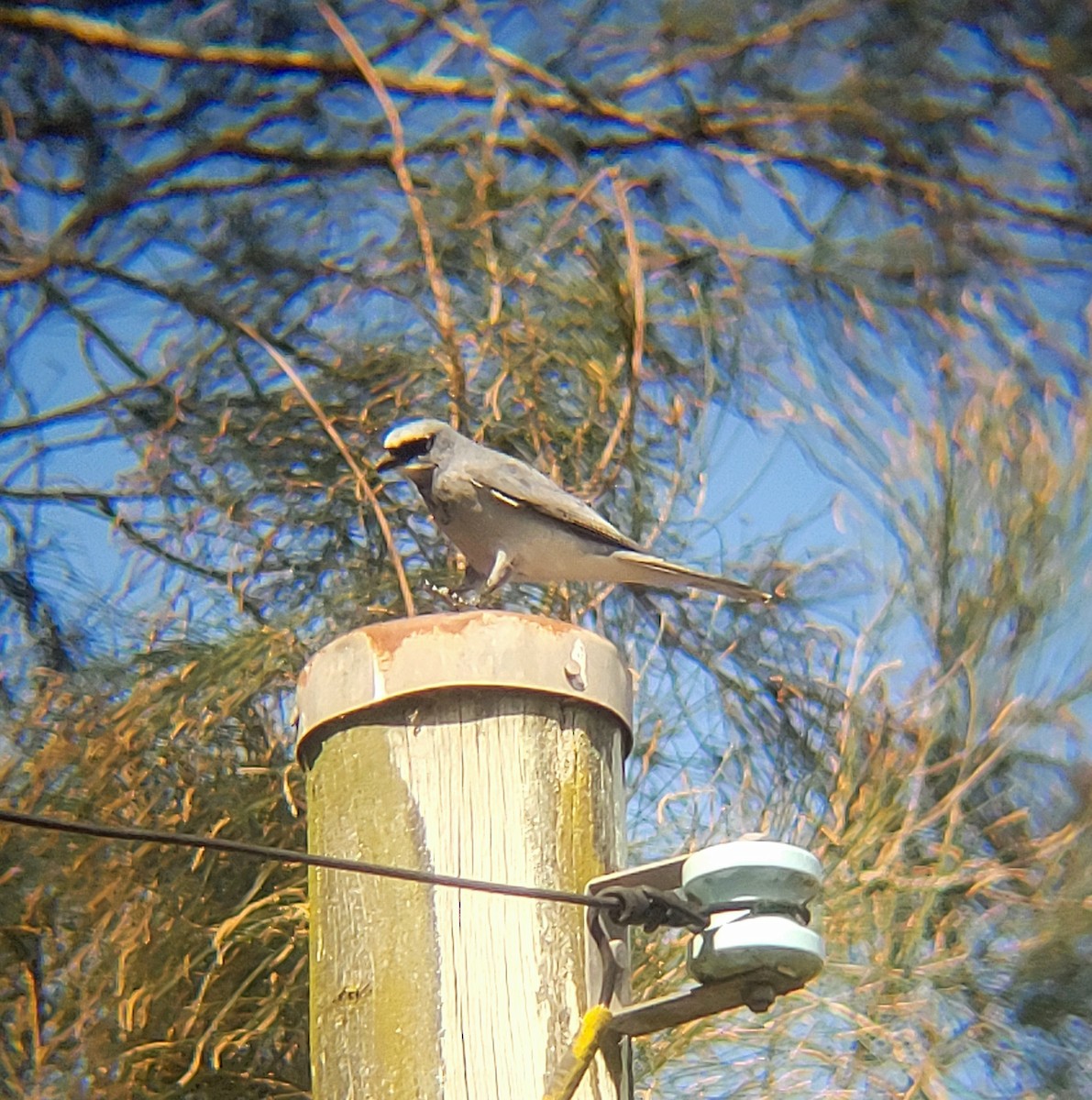 White-bellied Cuckooshrike - ML623423945