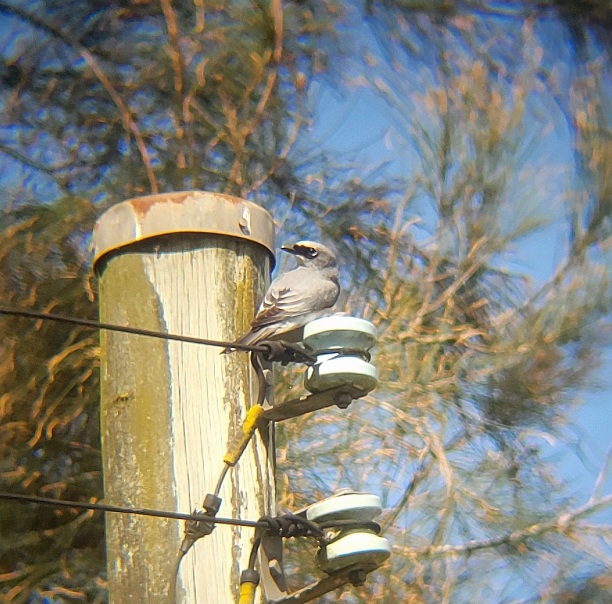 White-bellied Cuckooshrike - ML623423946