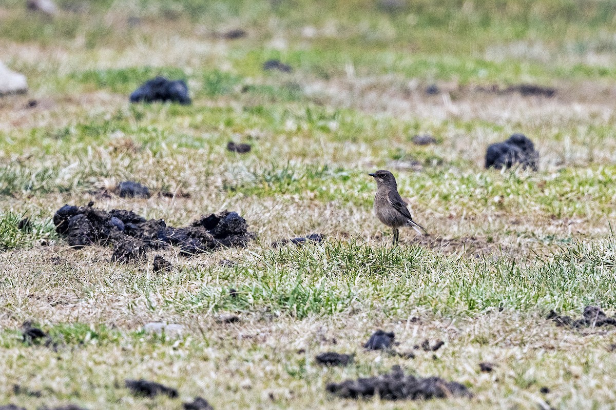 Moorland Chat (Abyssinian) - ML623423948