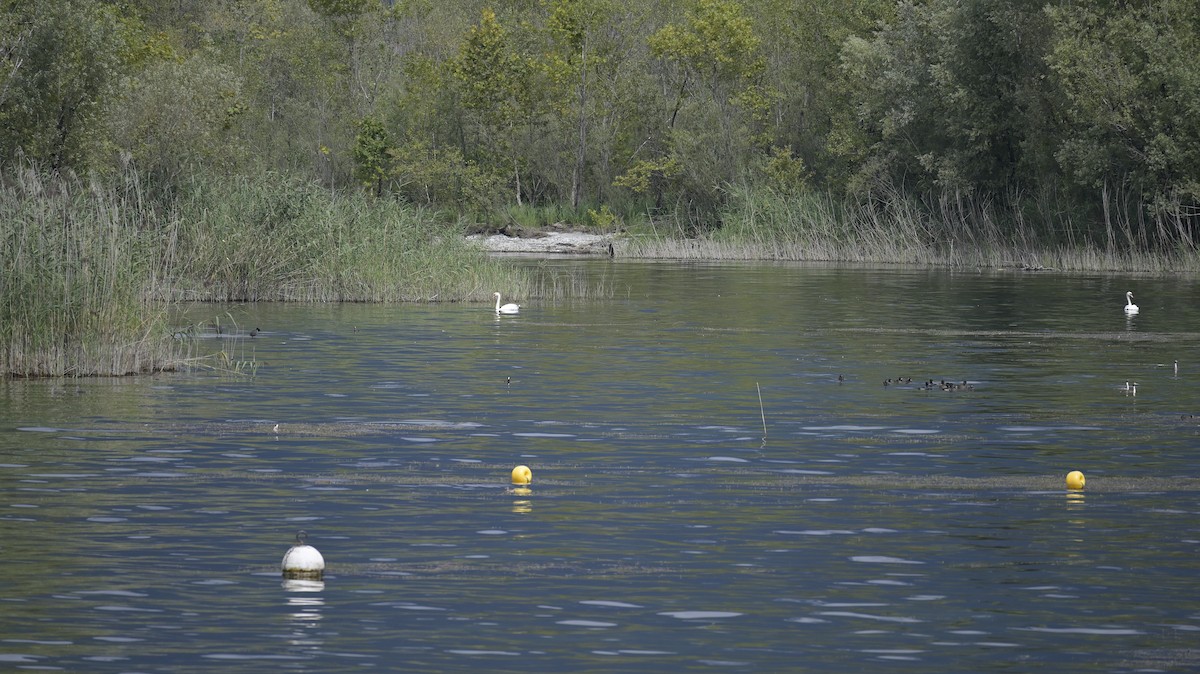 Mute Swan - ML623423979