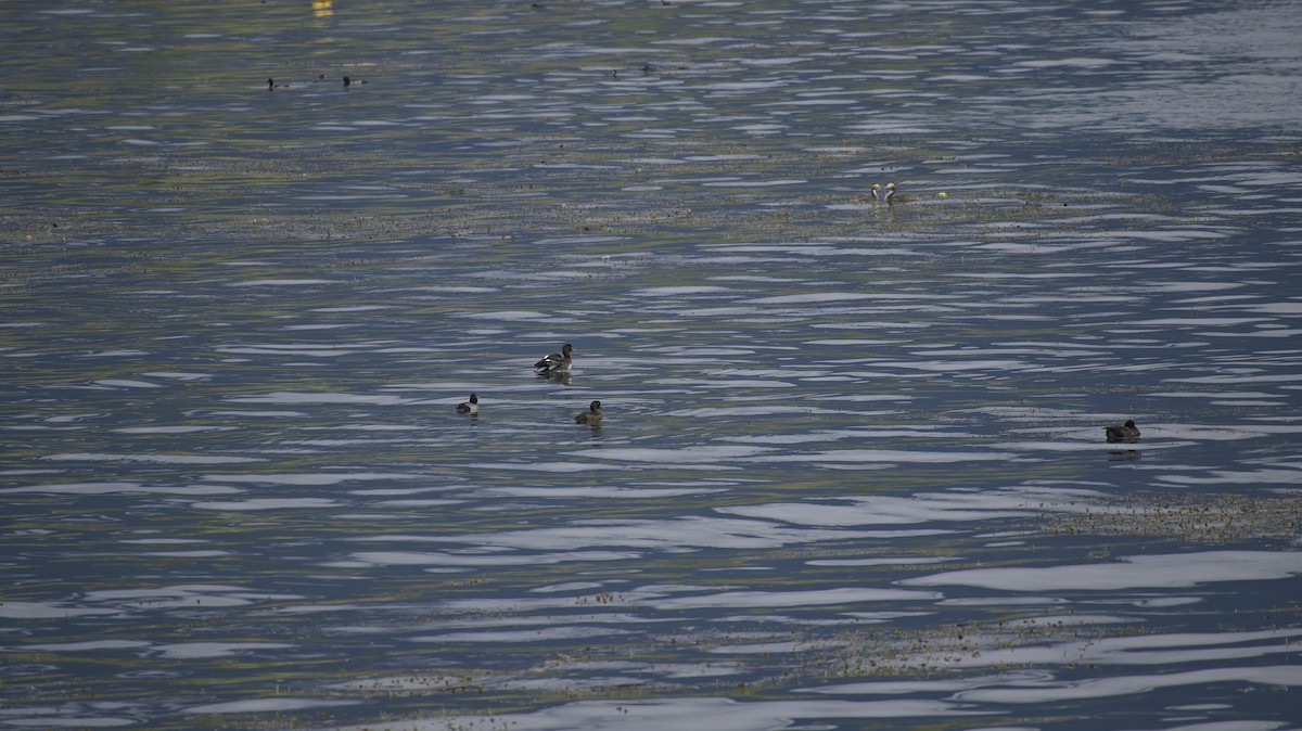 Tufted Duck - ML623424004