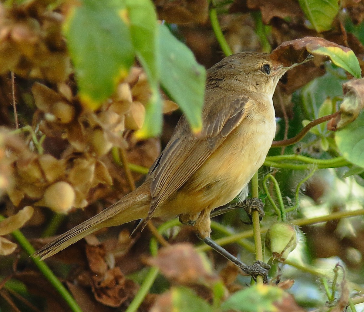 Australian Reed Warbler - ML623424031