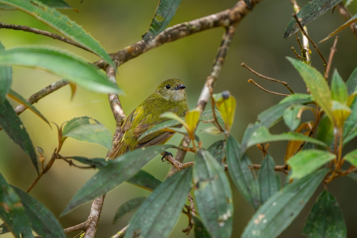 White-ruffed Manakin - ML623424068