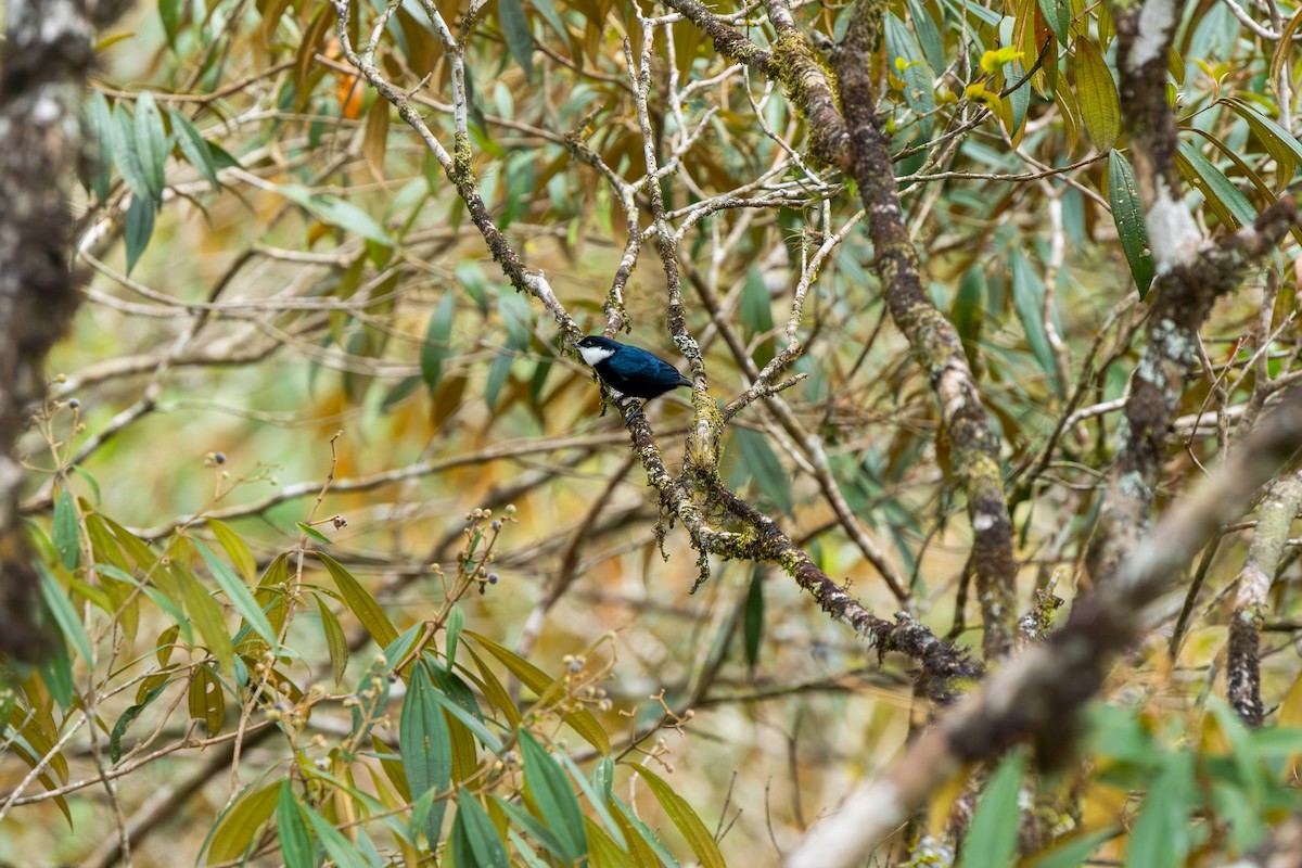 White-ruffed Manakin - ML623424069