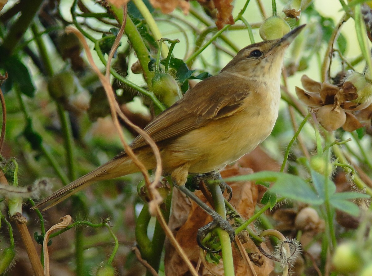 Australian Reed Warbler - ML623424082