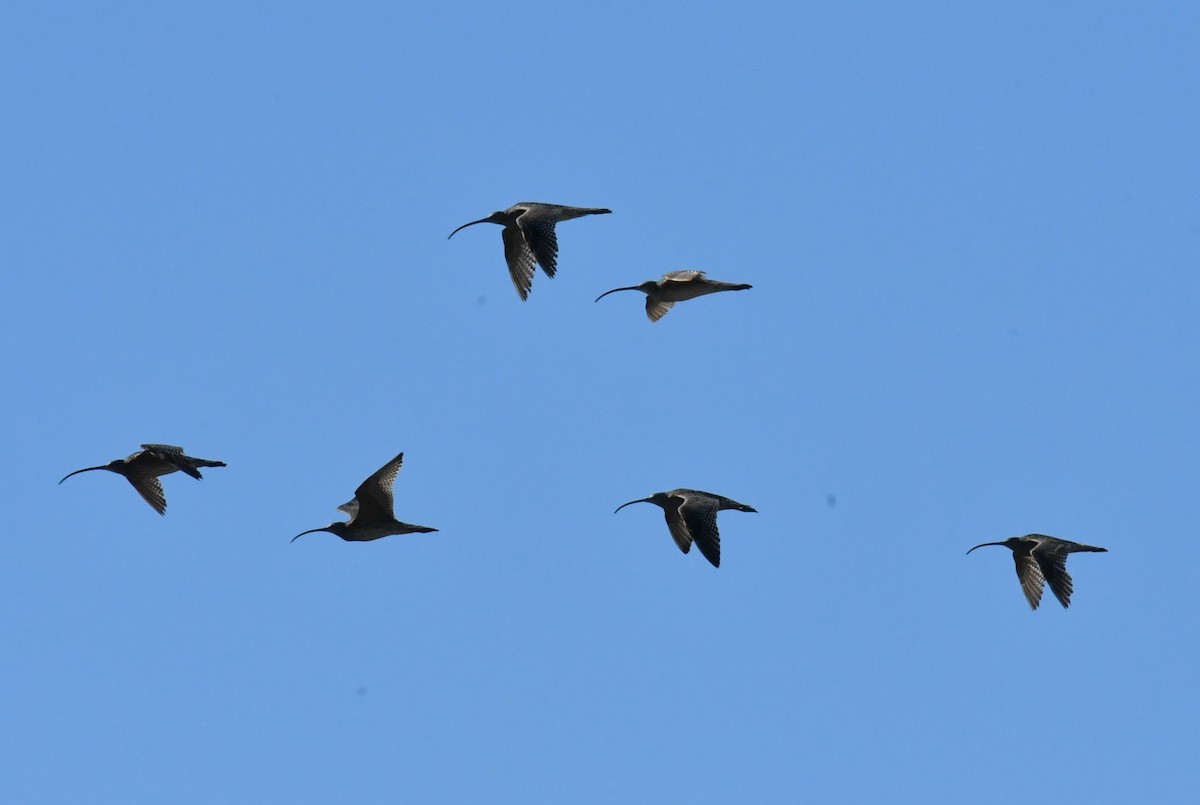 Far Eastern Curlew - Ron Sawyer