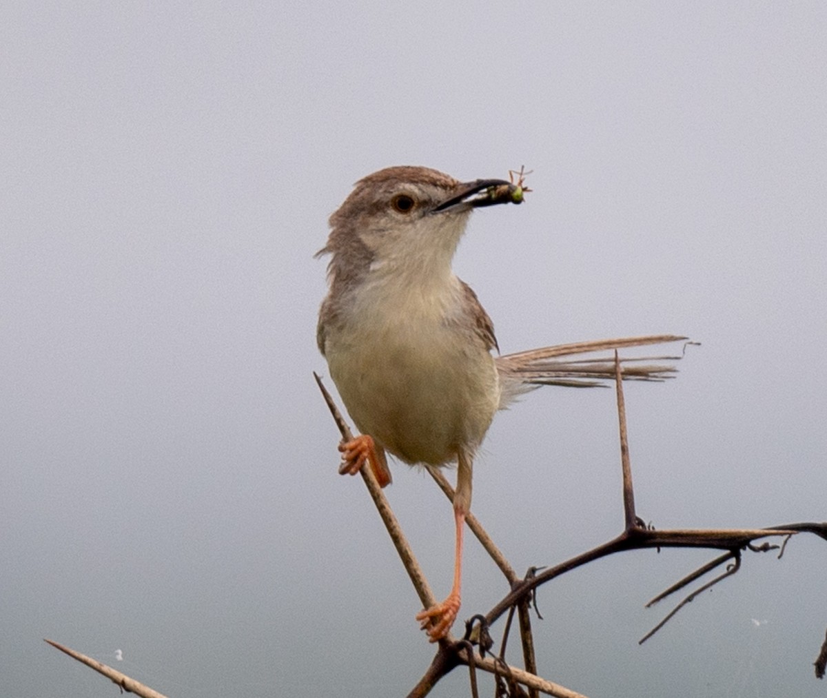 Plain Prinia - ML623424086