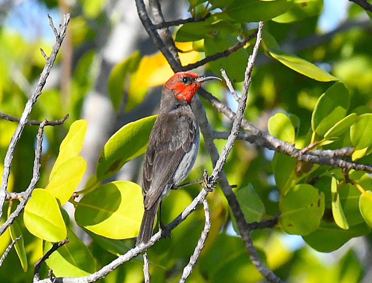 Red-headed Myzomela - ML623424115