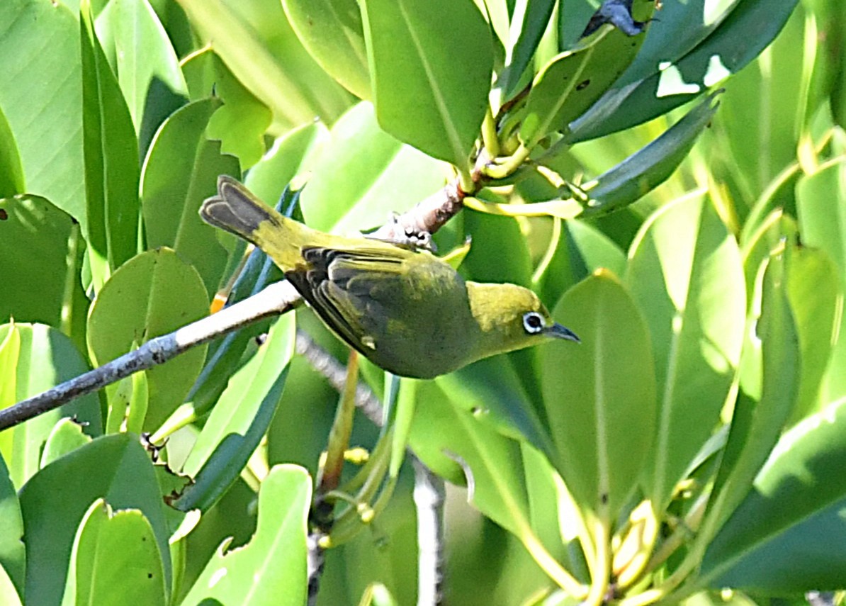 Australian Yellow White-eye - ML623424121