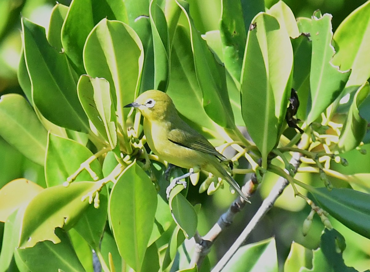 Australian Yellow White-eye - ML623424122