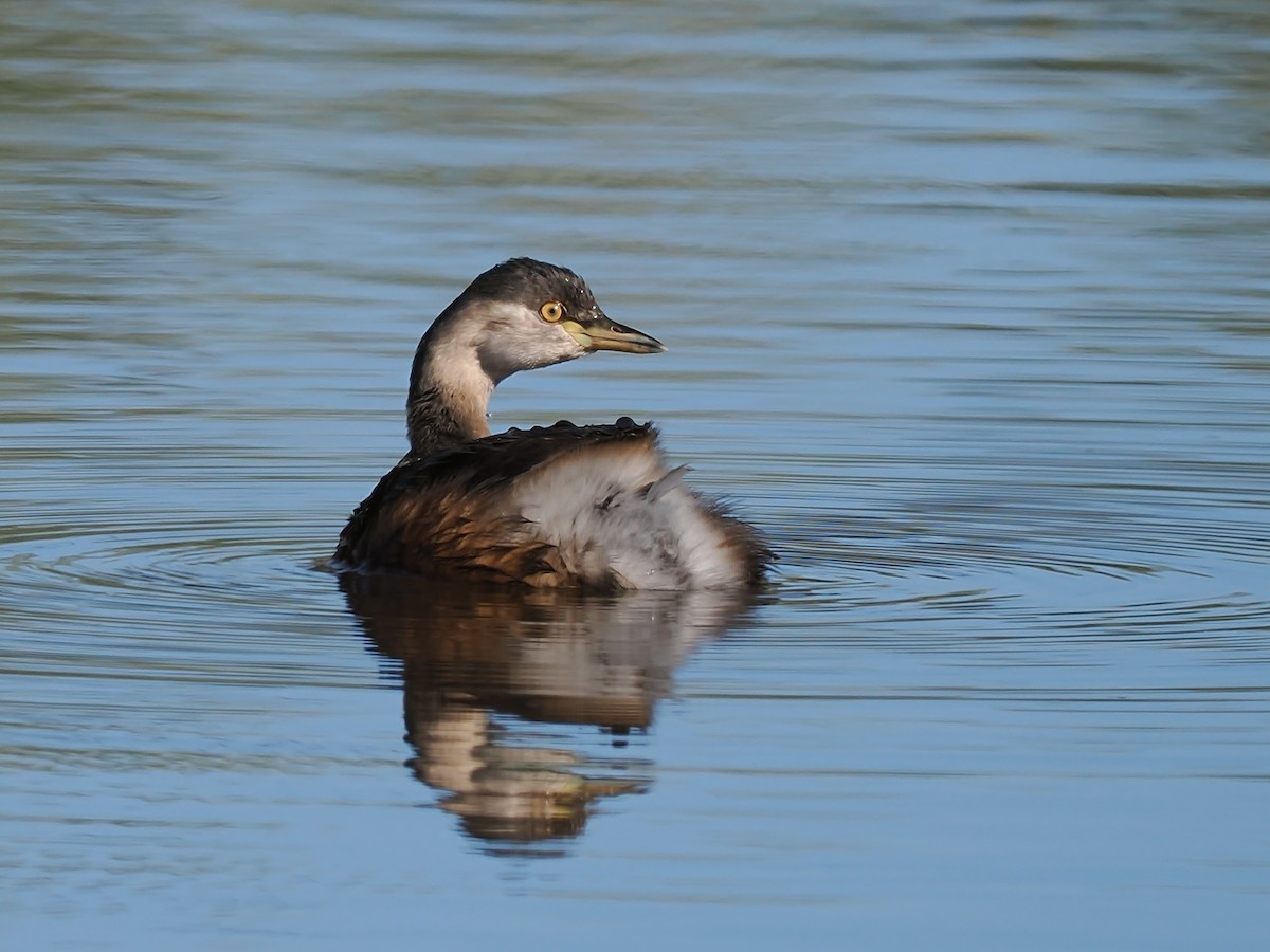 Australasian Grebe - ML623424143