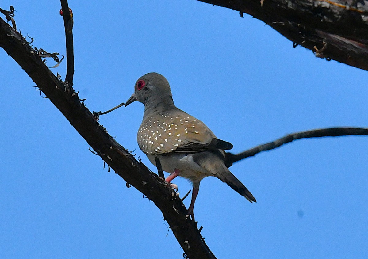 Diamond Dove - ML623424146