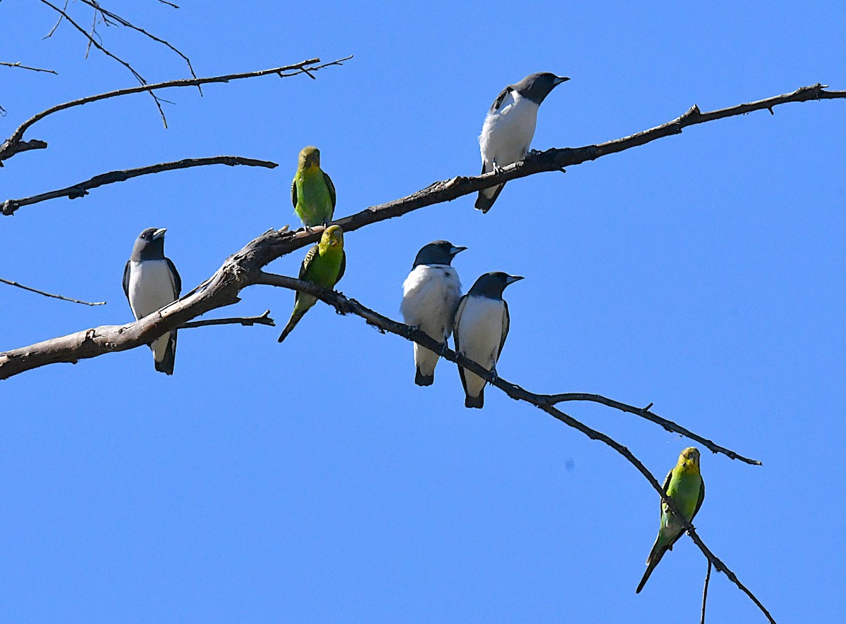 White-breasted Woodswallow - ML623424167