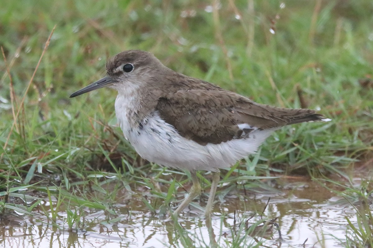 Common Sandpiper - ML623424174