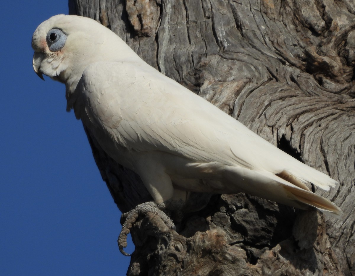 Little Corella - ML623424186