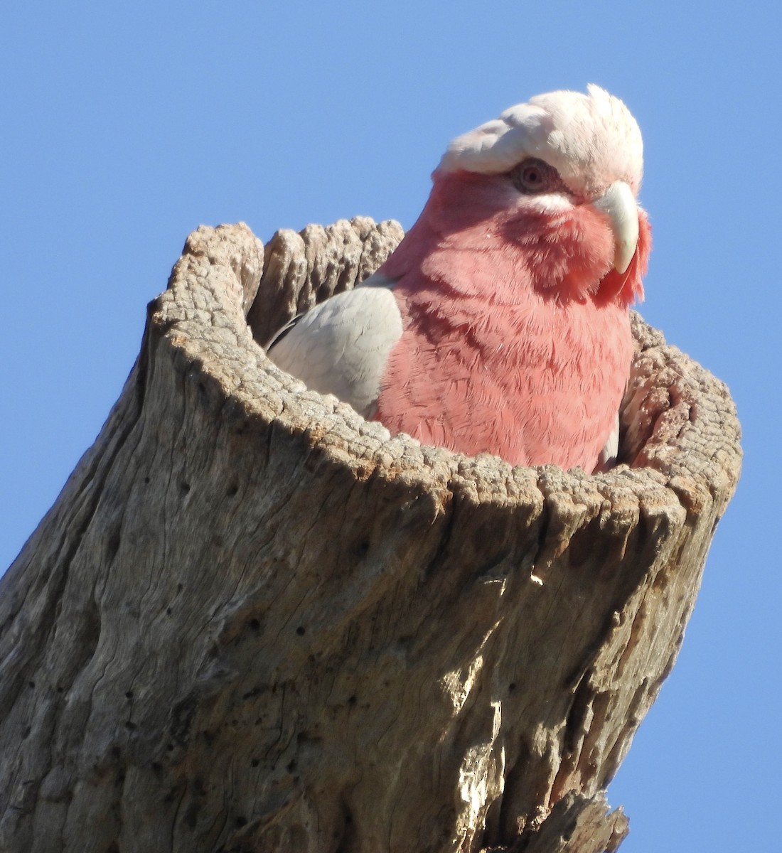 Galah - ML623424193