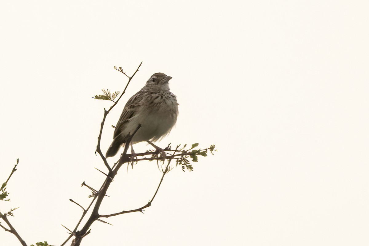 Jerdon's Bushlark - ML623424203