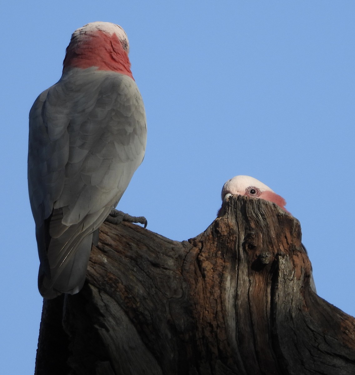 Galah - ML623424222