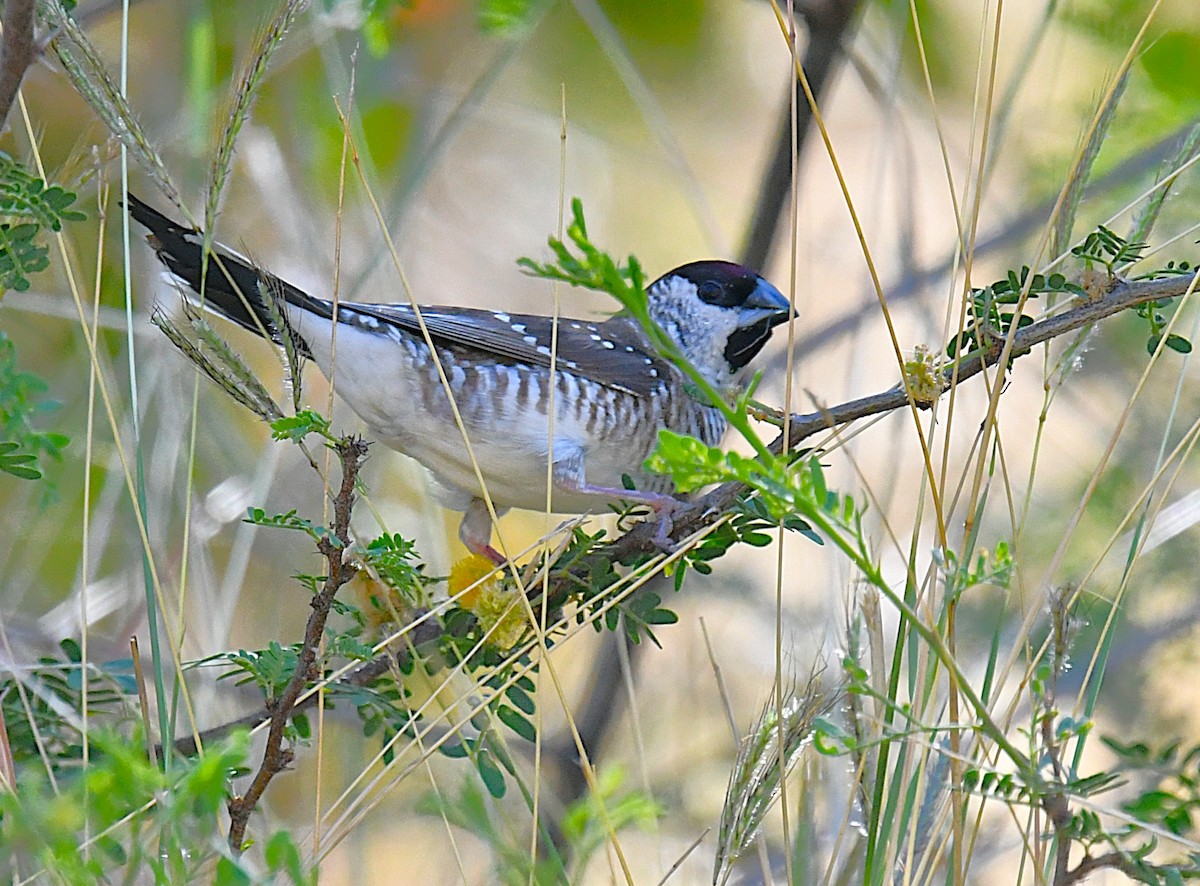 Plum-headed Finch - Ron Sawyer