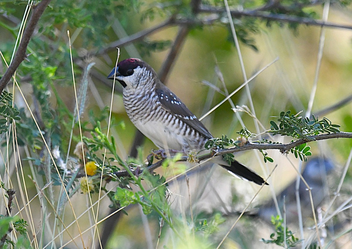 Plum-headed Finch - ML623424225