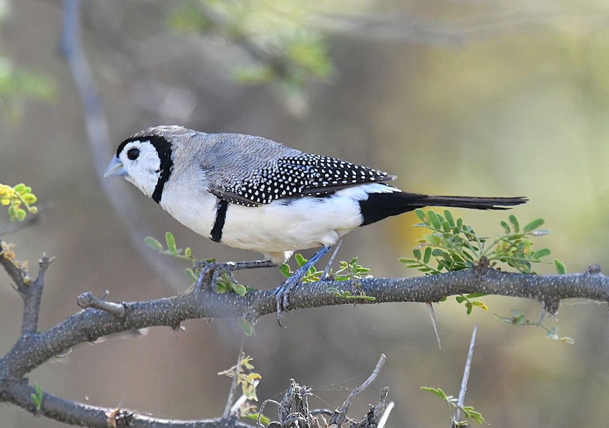 Double-barred Finch - ML623424231