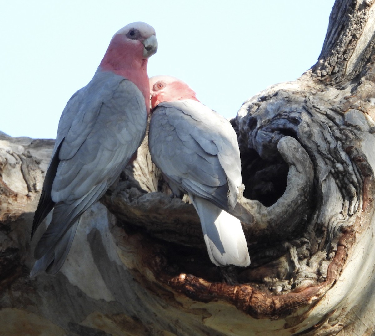 Galah - ML623424232