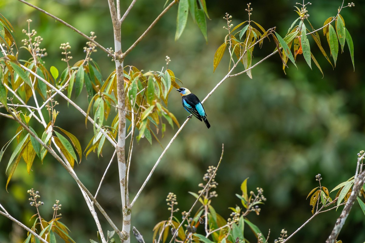 Golden-hooded Tanager - ML623424249