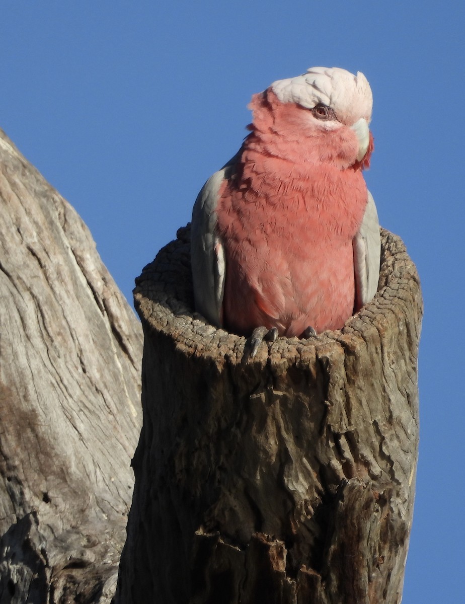 Galah - ML623424252