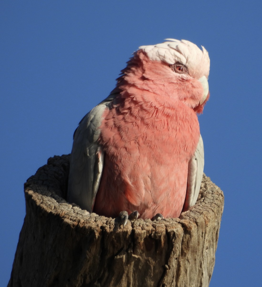 Galah - ML623424258