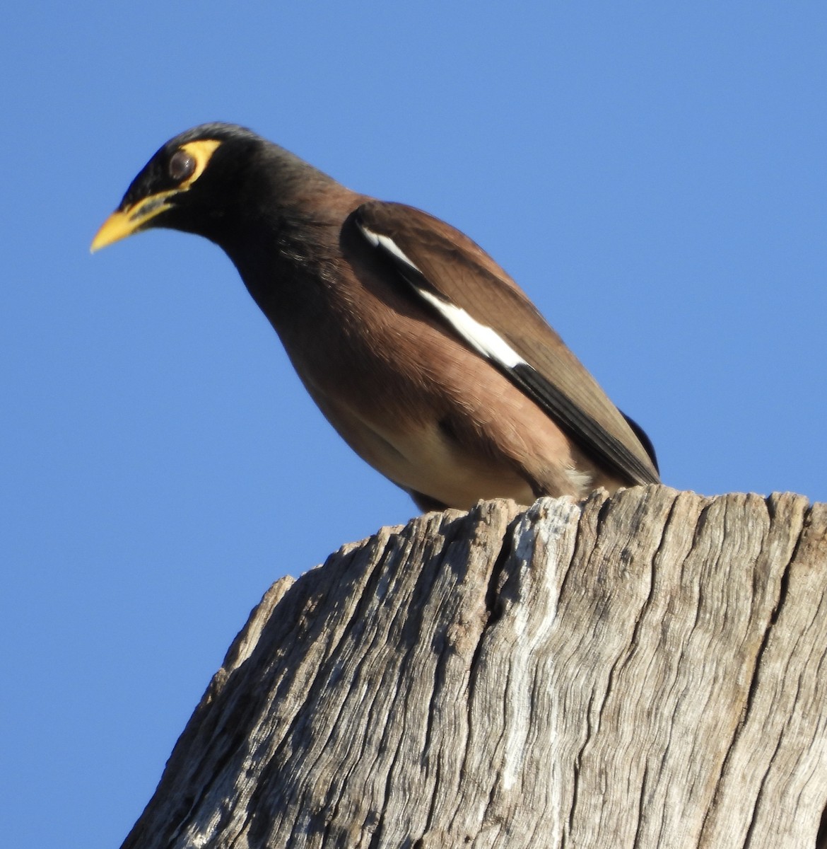 Common Myna - ML623424268