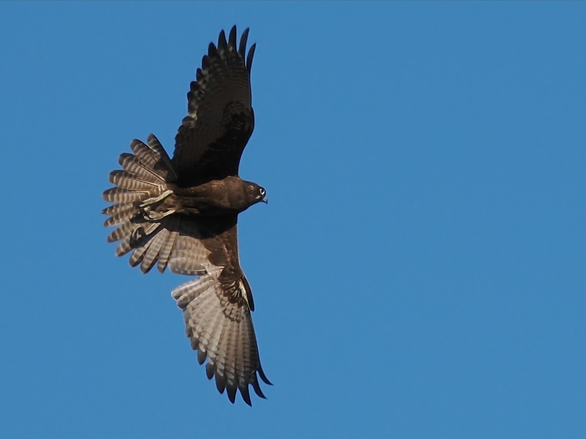 Brown Falcon - ML623424273