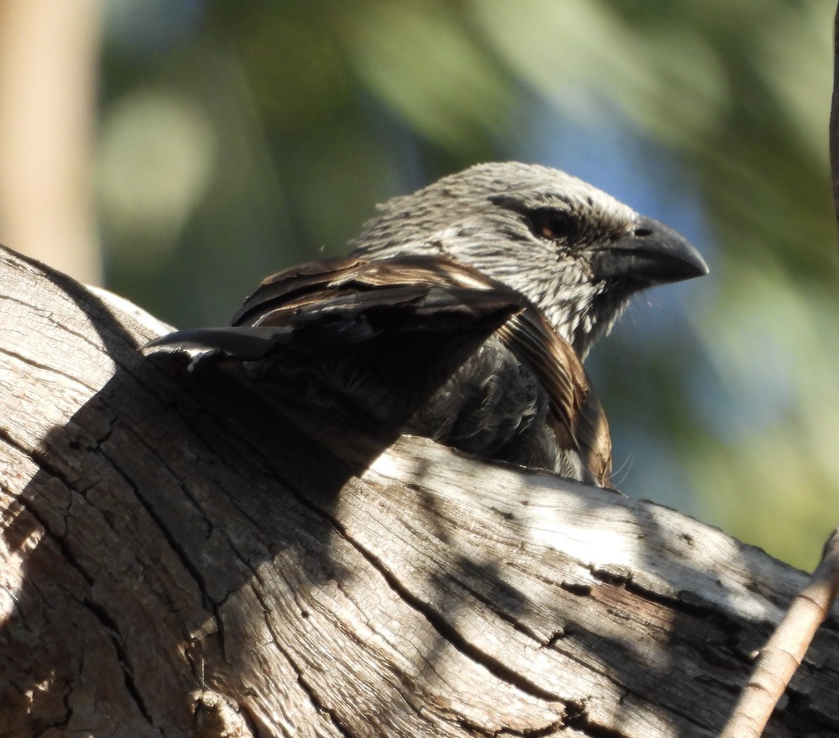 Apostlebird - ML623424274