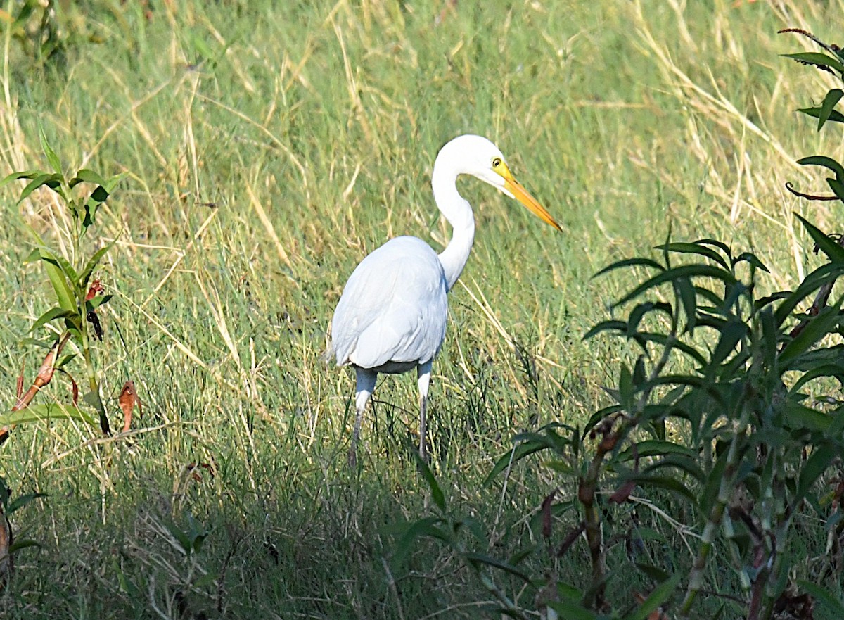 Plumed Egret - Ron Sawyer