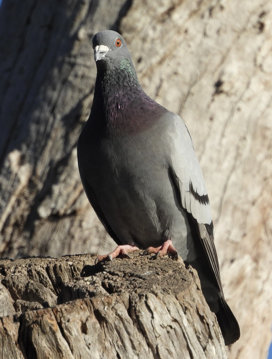 Rock Pigeon (Feral Pigeon) - Maylene McLeod