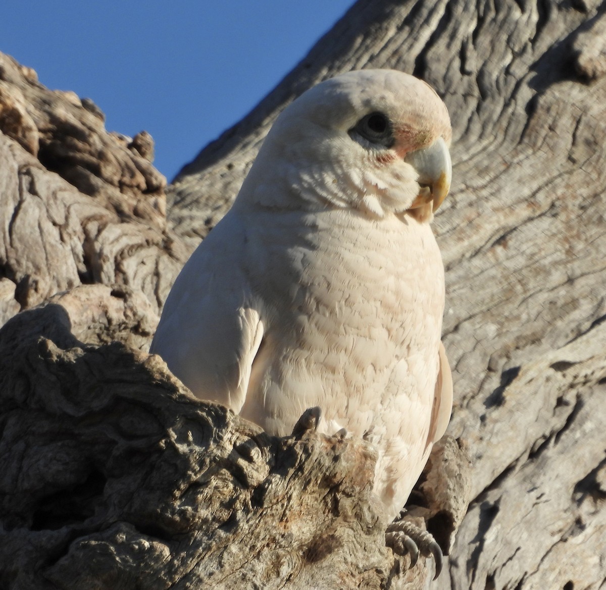 Little Corella - ML623424291