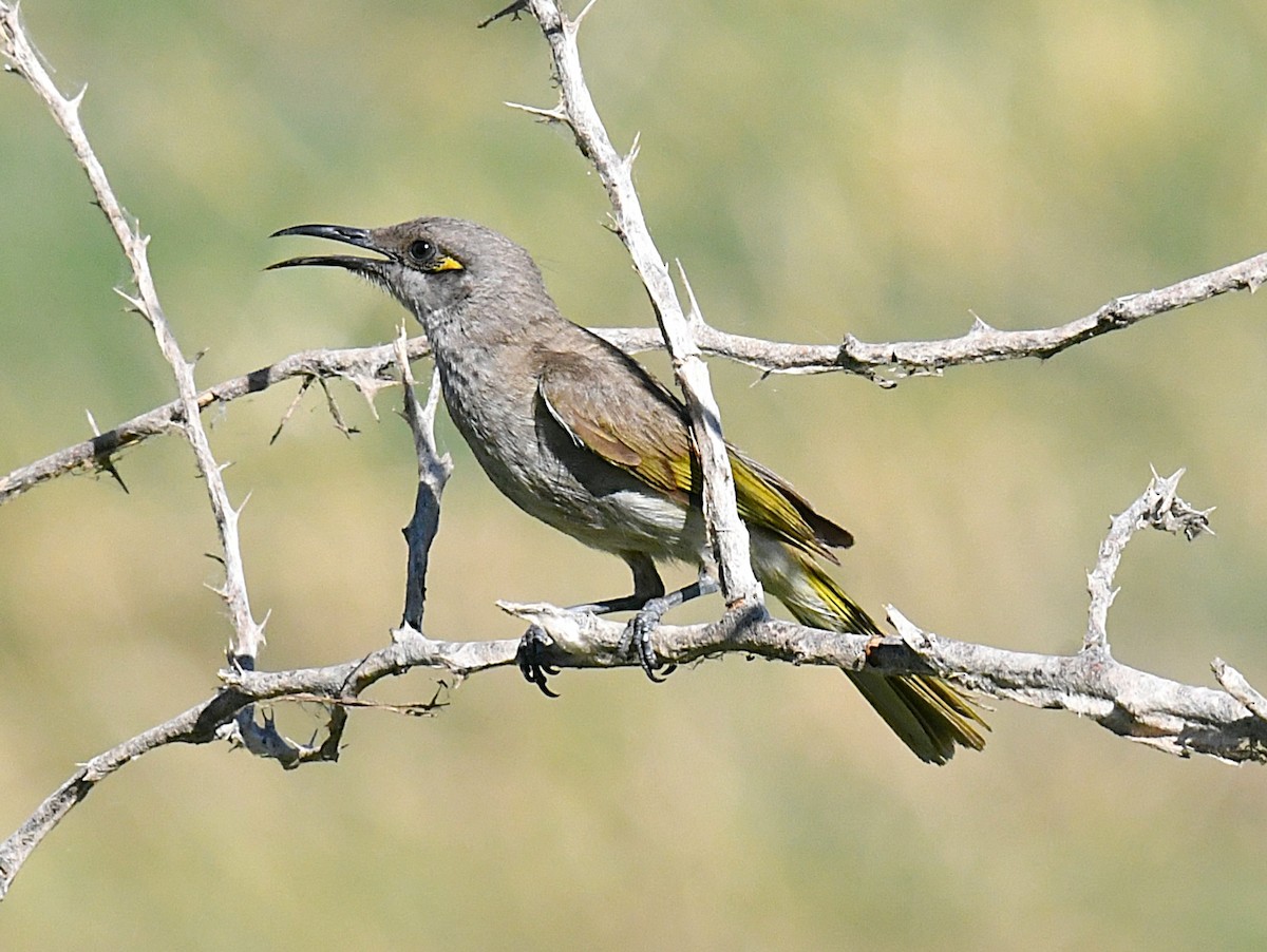 Brown Honeyeater - ML623424292