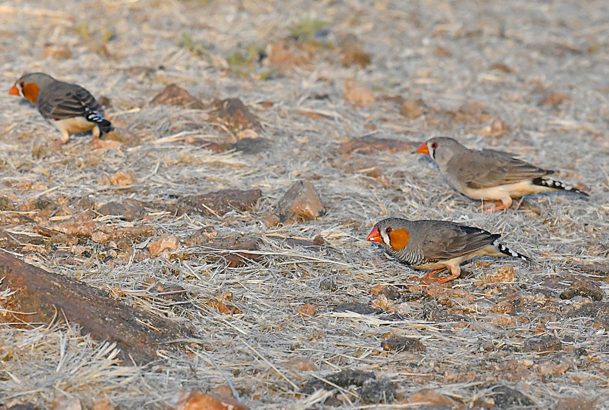 Zebra Finch - ML623424301