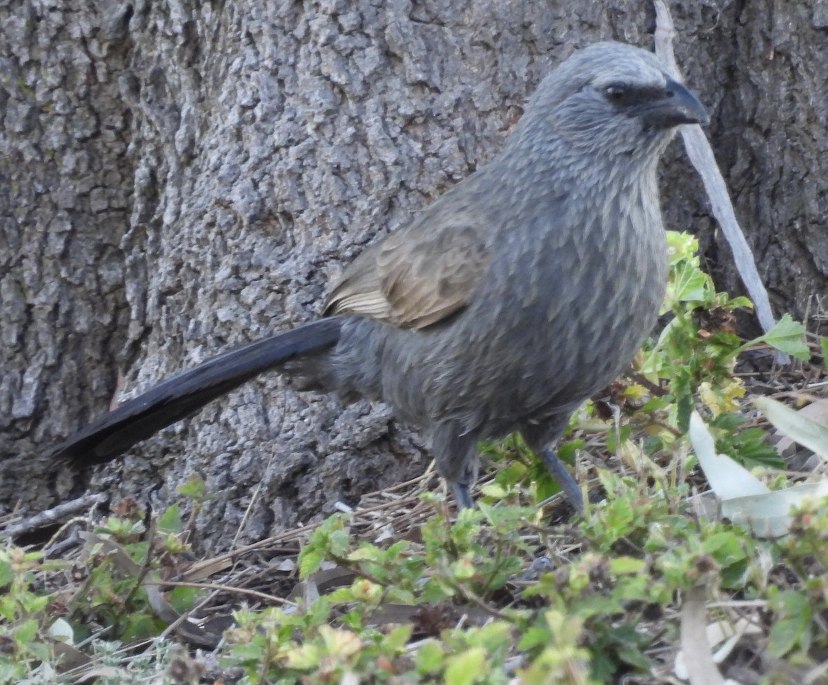 Apostlebird - ML623424319