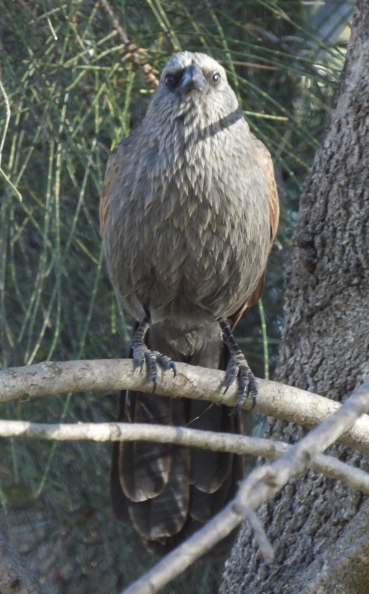 Apostlebird - ML623424334