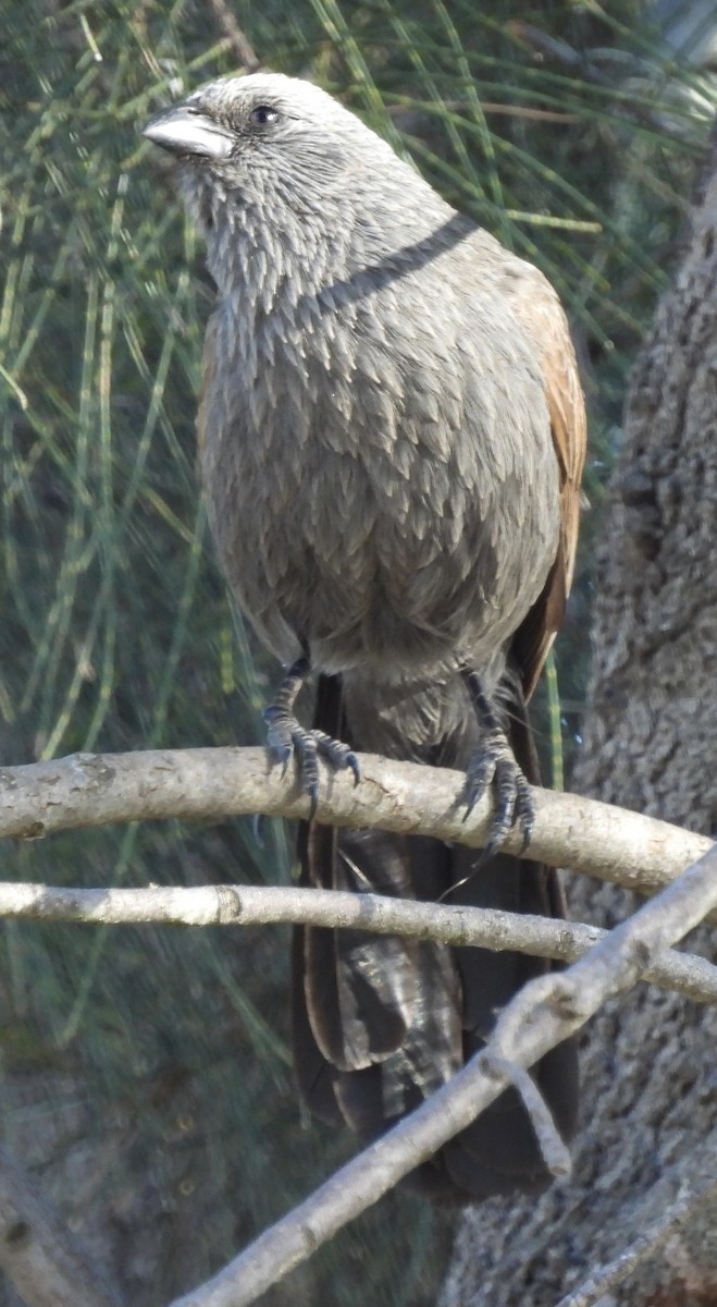 Apostlebird - Maylene McLeod