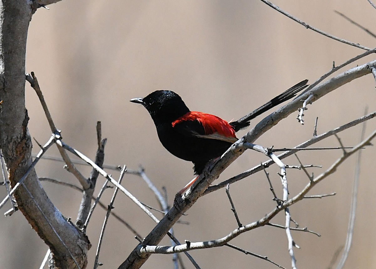 Red-backed Fairywren - ML623424339