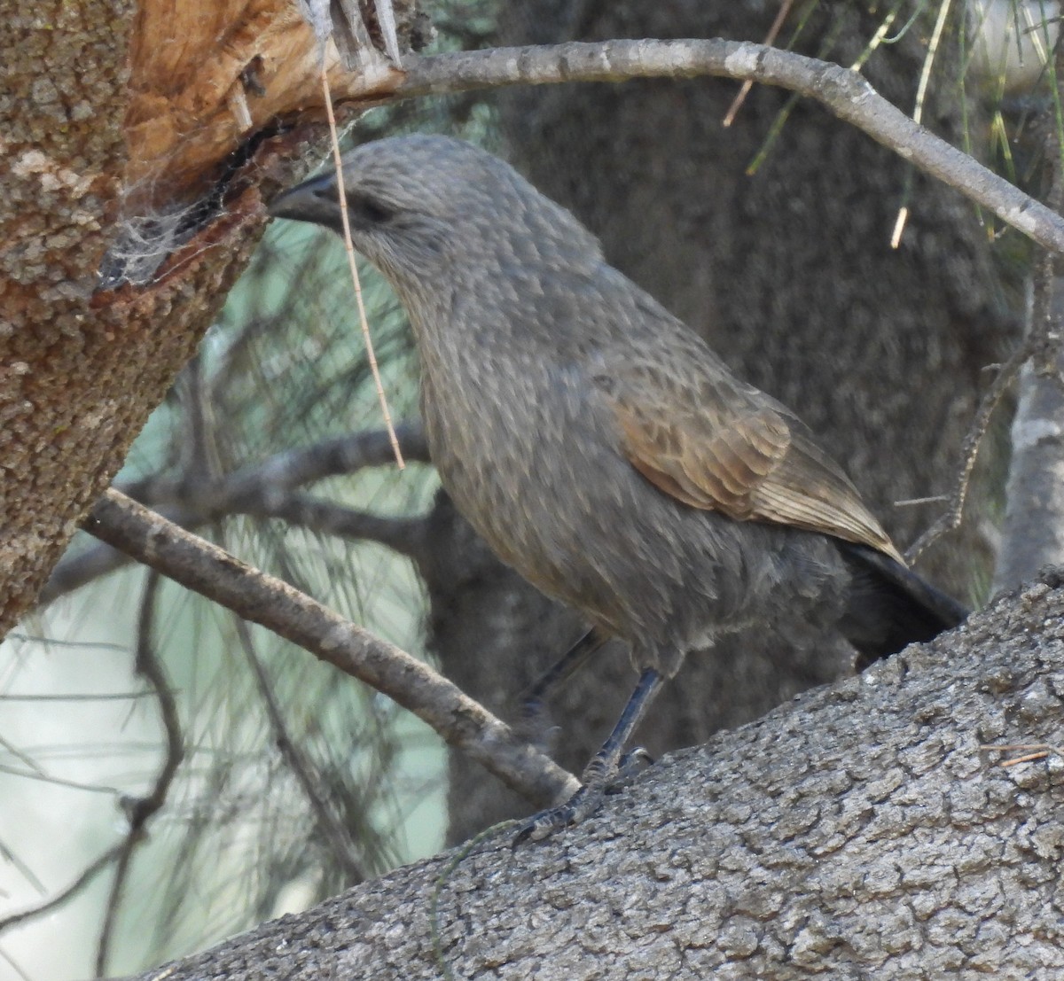 Apostlebird - ML623424344