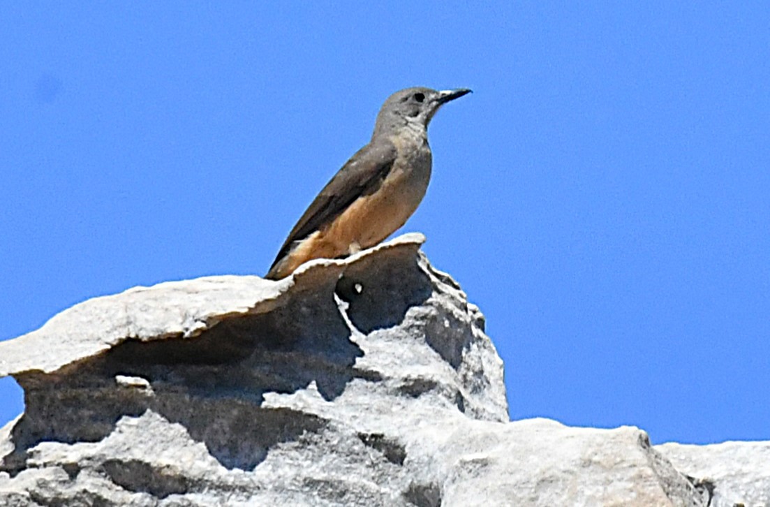 Sandstone Shrikethrush - ML623424345