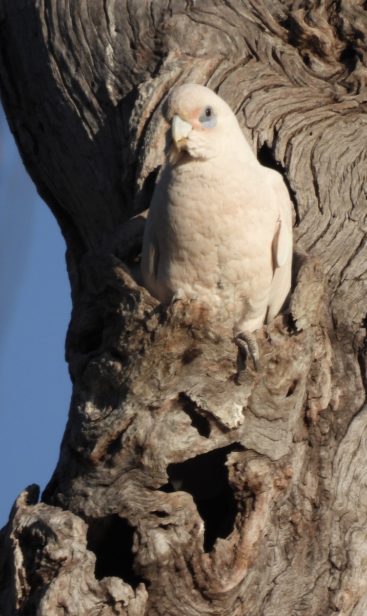 Little Corella - ML623424349