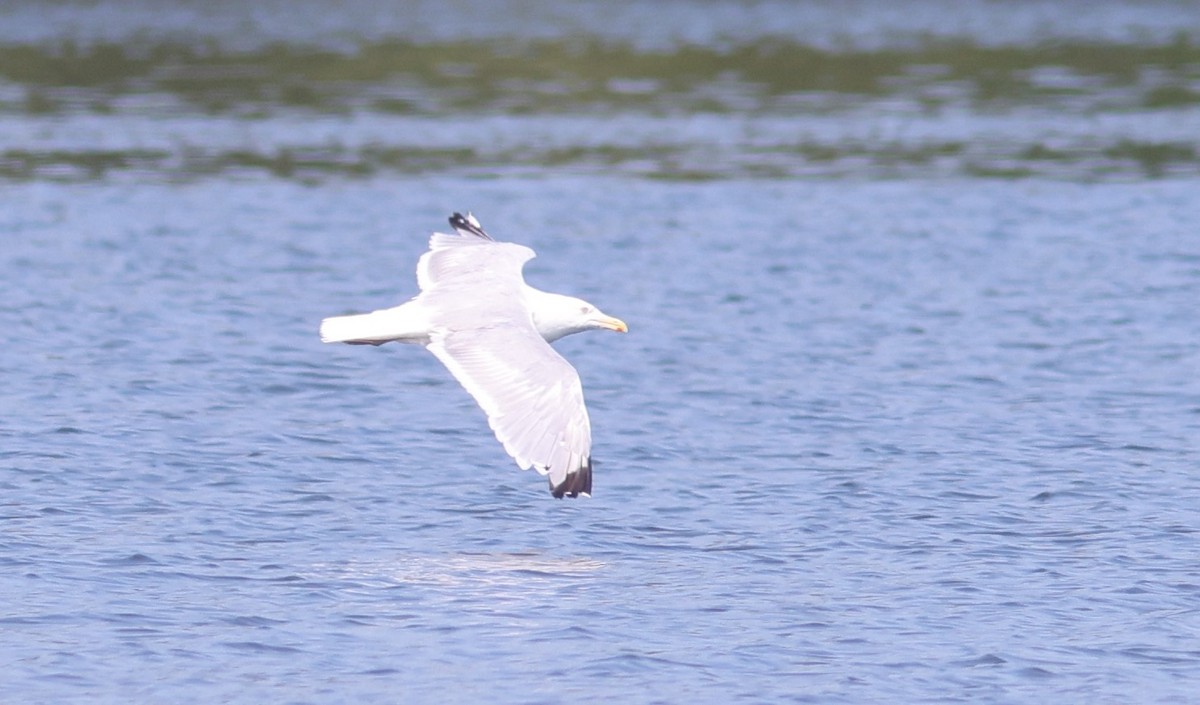 Herring Gull (American) - ML623424361