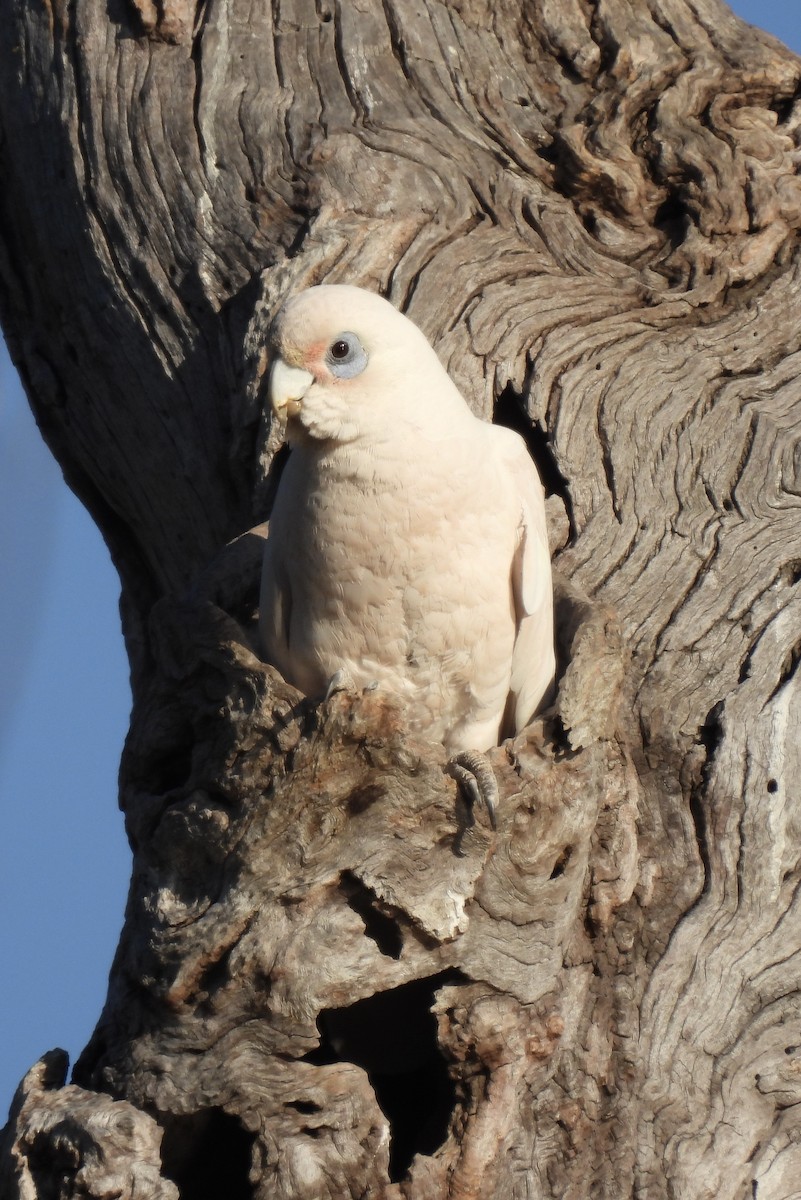 Little Corella - ML623424369