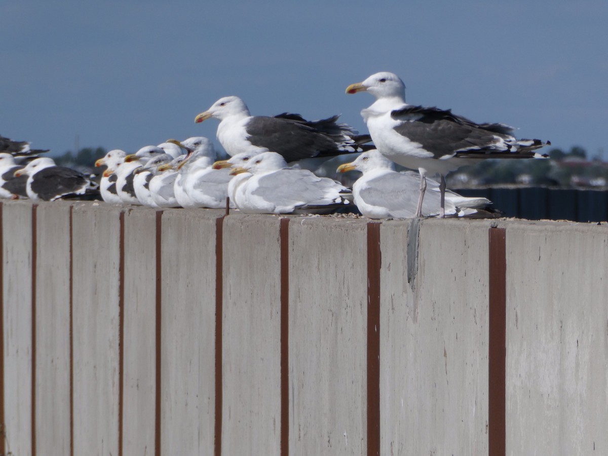 American Herring Gull - ML623424379